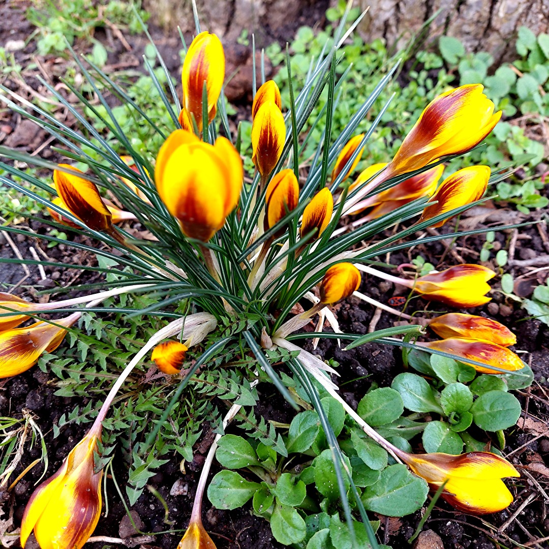 sie läuten den Frühling ein