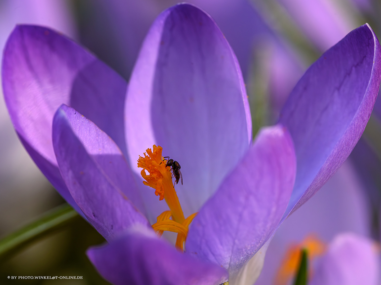 Auf der Suche nach Nahrung . . .