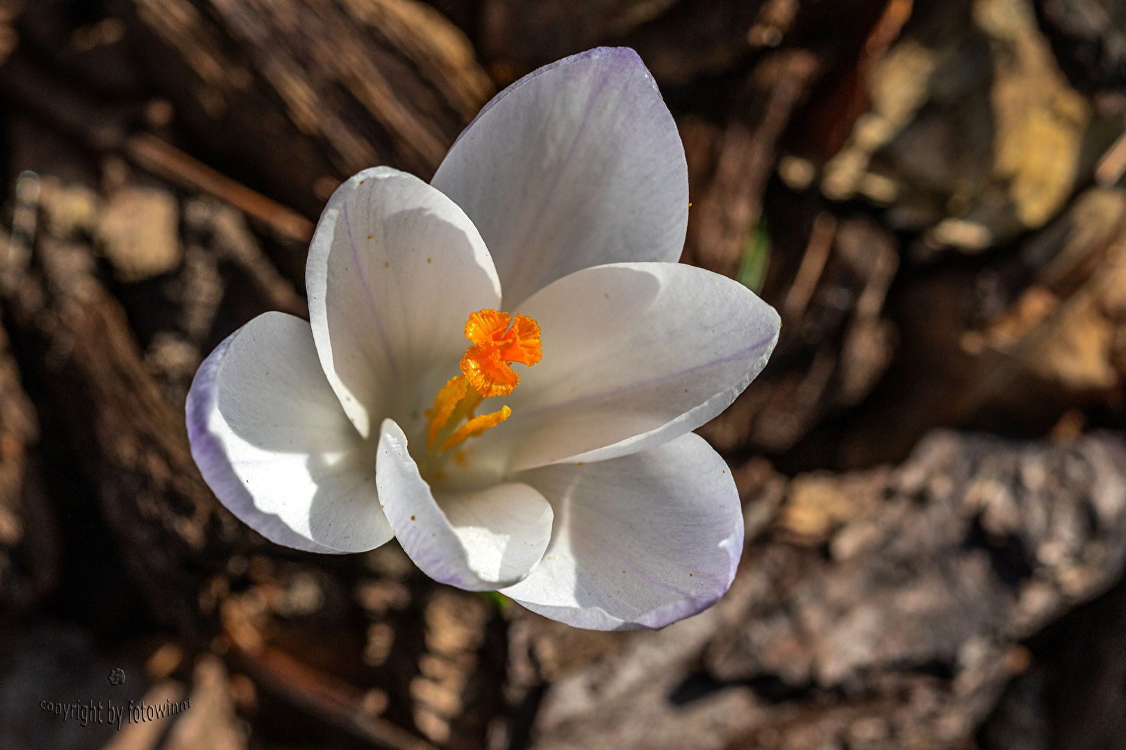Krokus