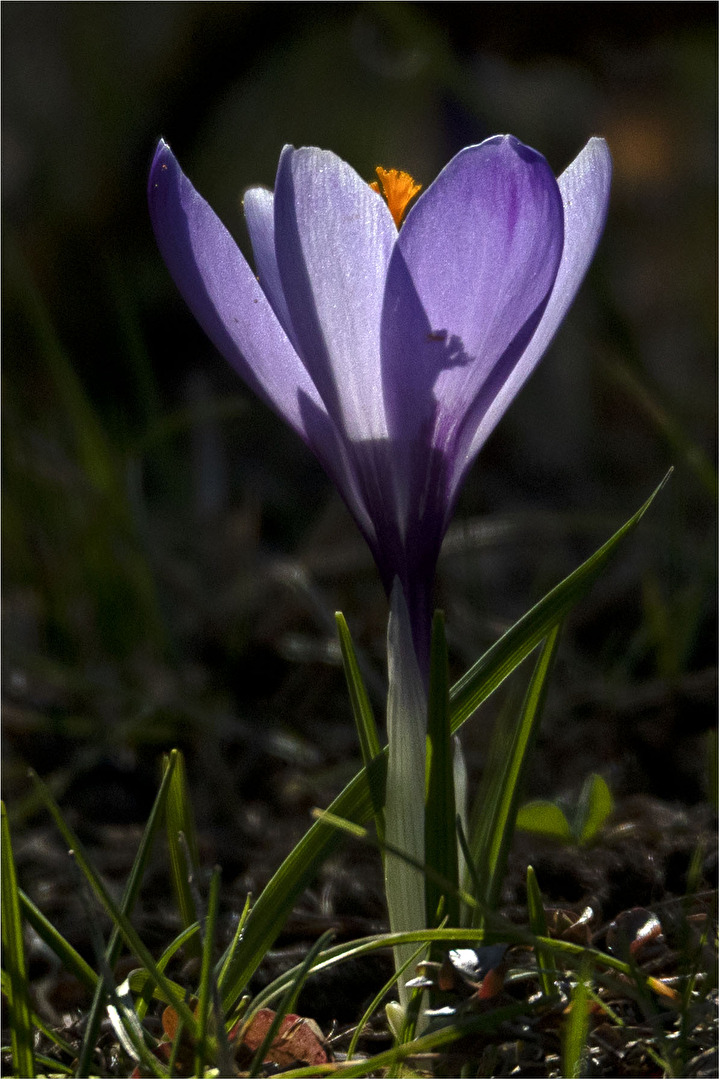 Krokus und Gegenlicht