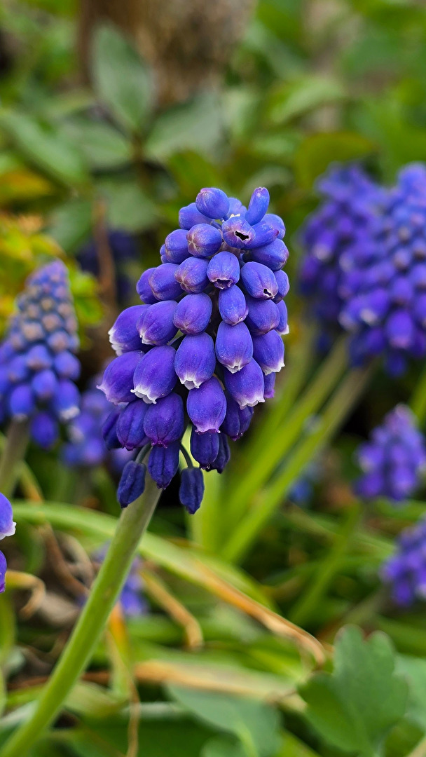 Blaue Traubenhyazinthen