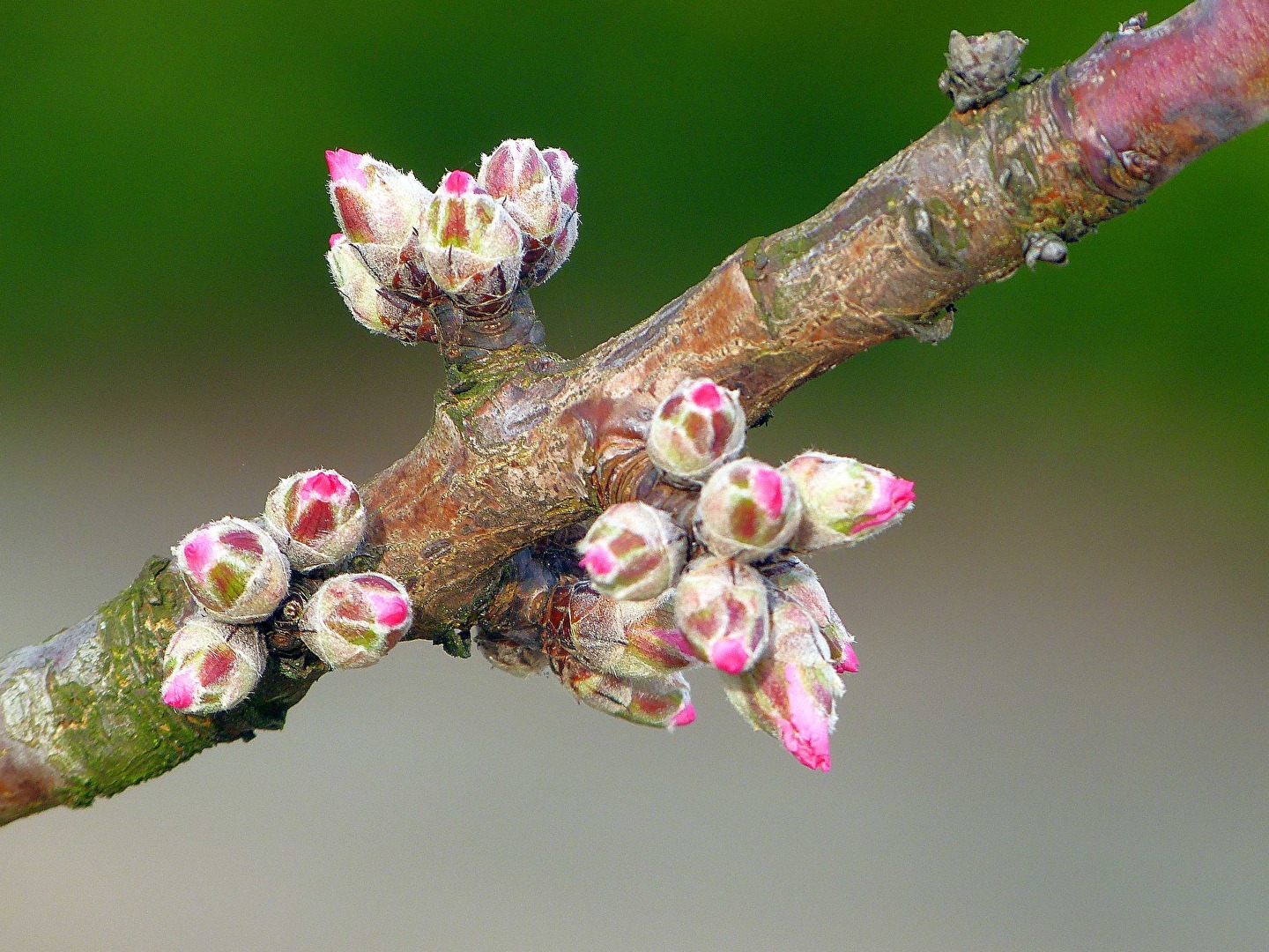 Mandeblüte