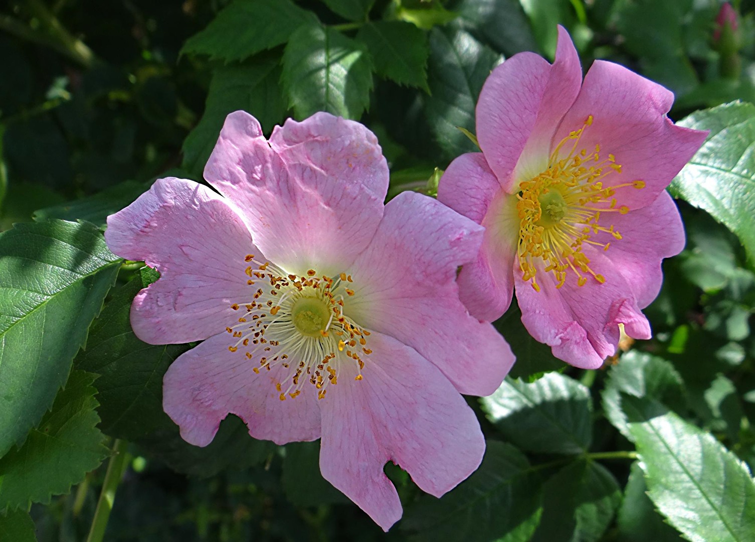 blühende Heckenrosen