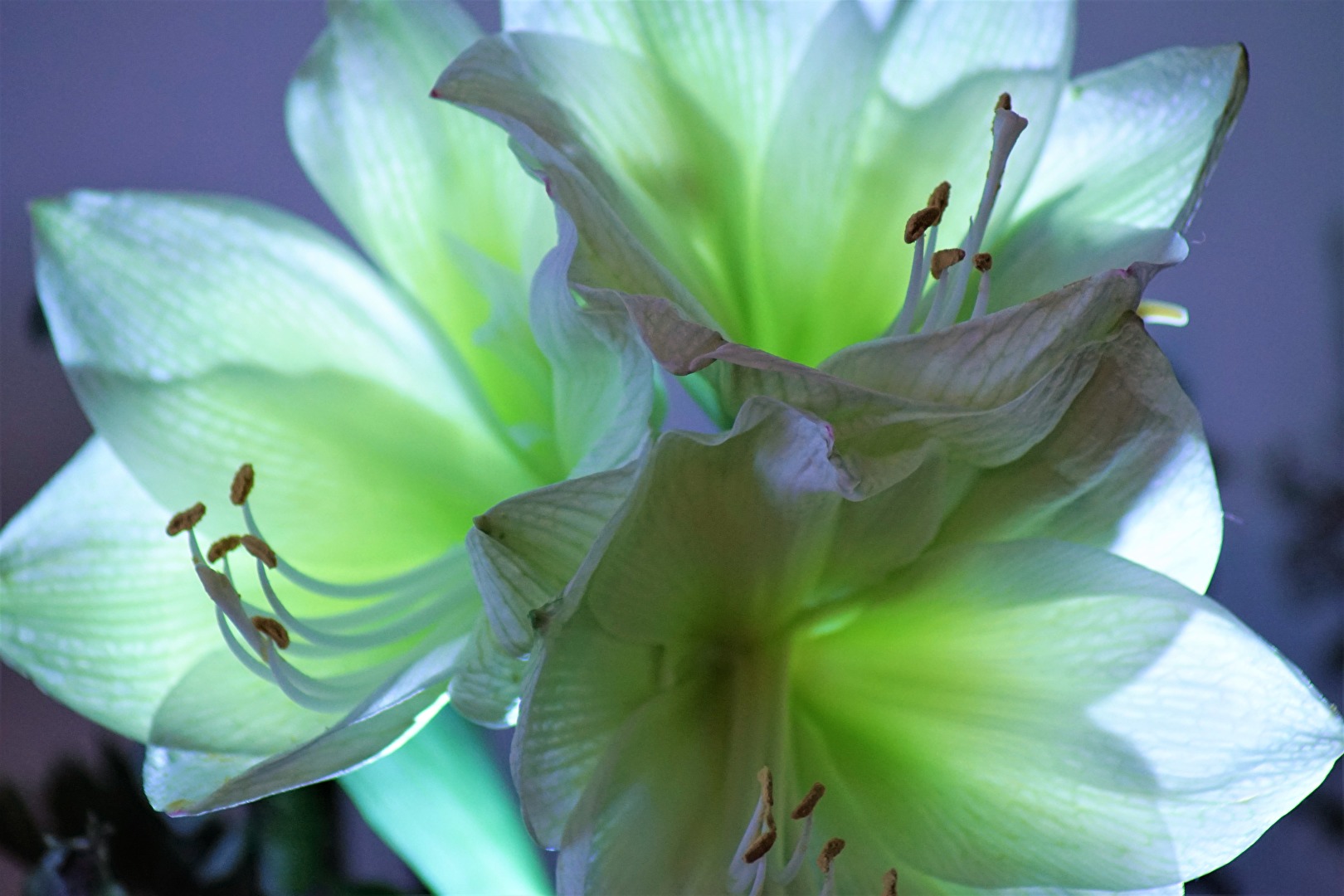 Amaryllis