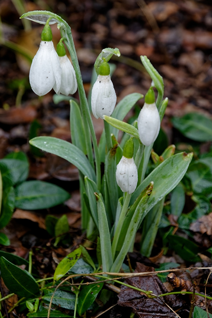 Schneeglöckchen