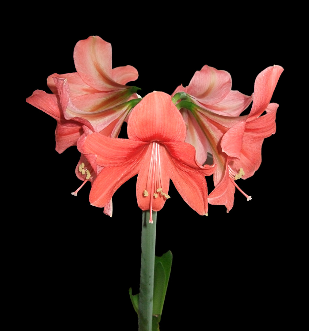 Amaryllis - Ritterstern