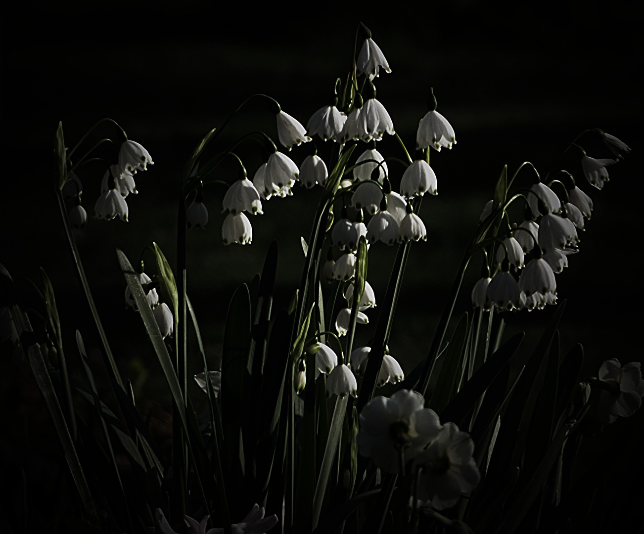 .... im Gegenlicht