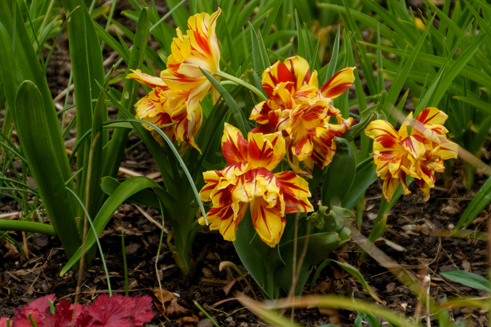 Tulpen