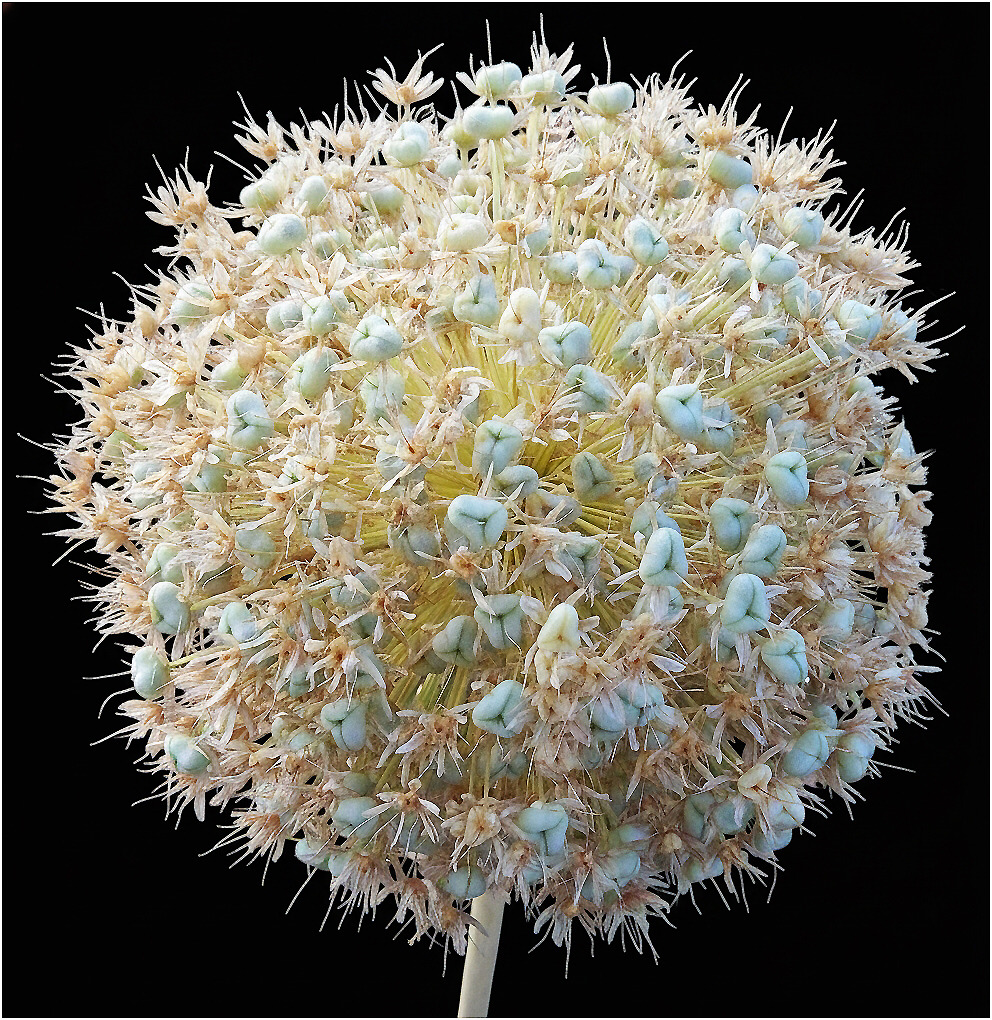 White ornamental onion    seed formation