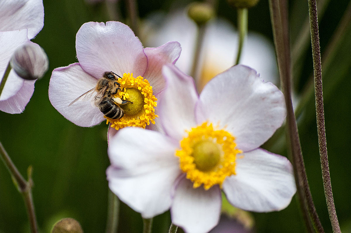 Anemonen...