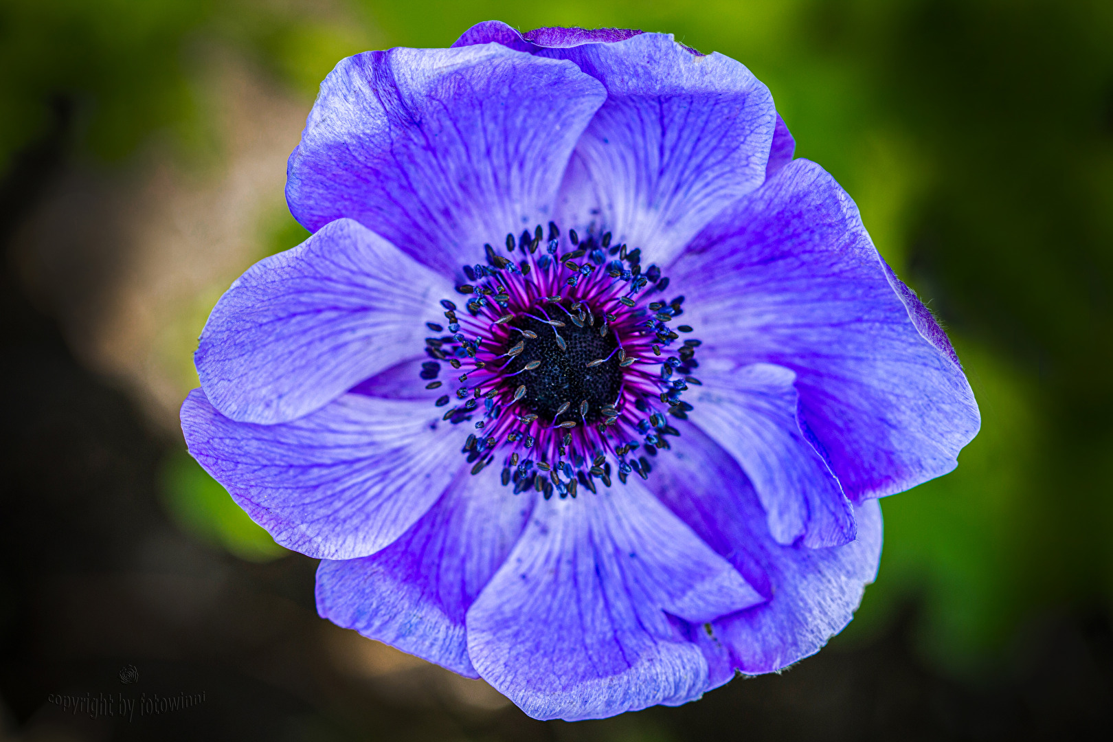 Anemone