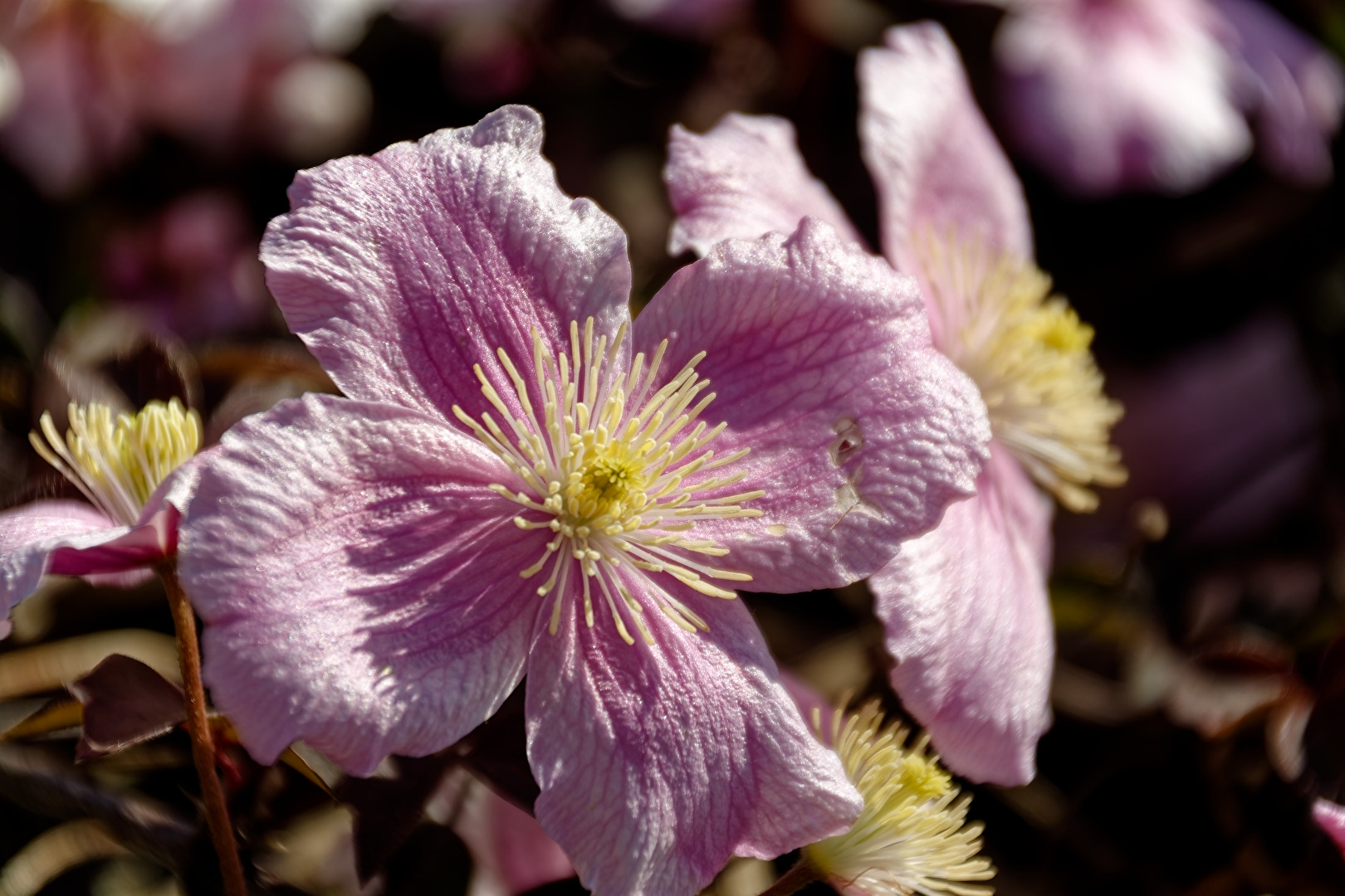 Anemone
