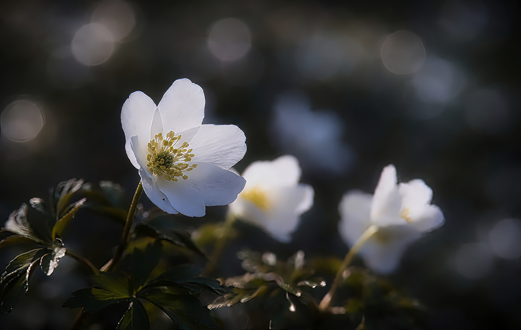 Schönheit im schattigen Wald.