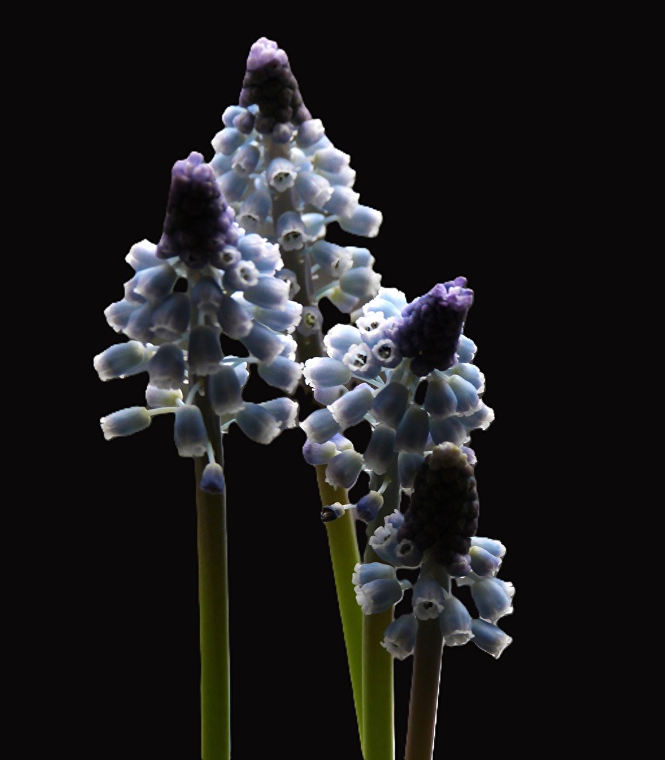 Erster Frühlinhsbote