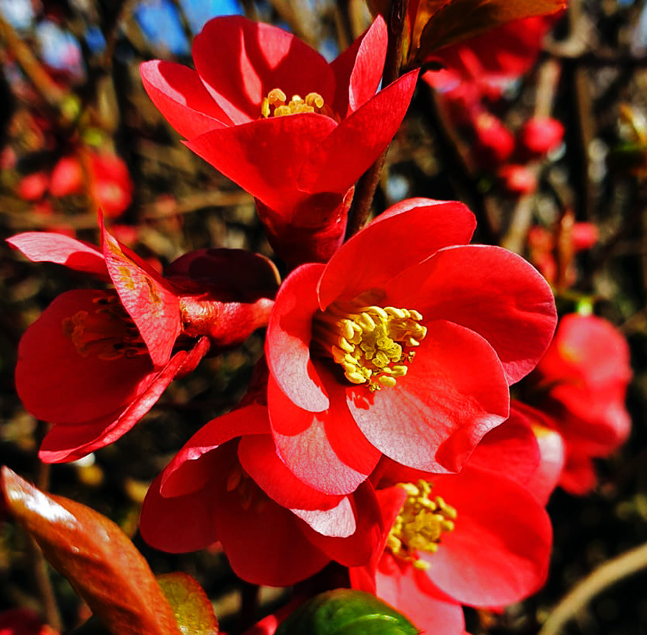 Japanische Zierquitte