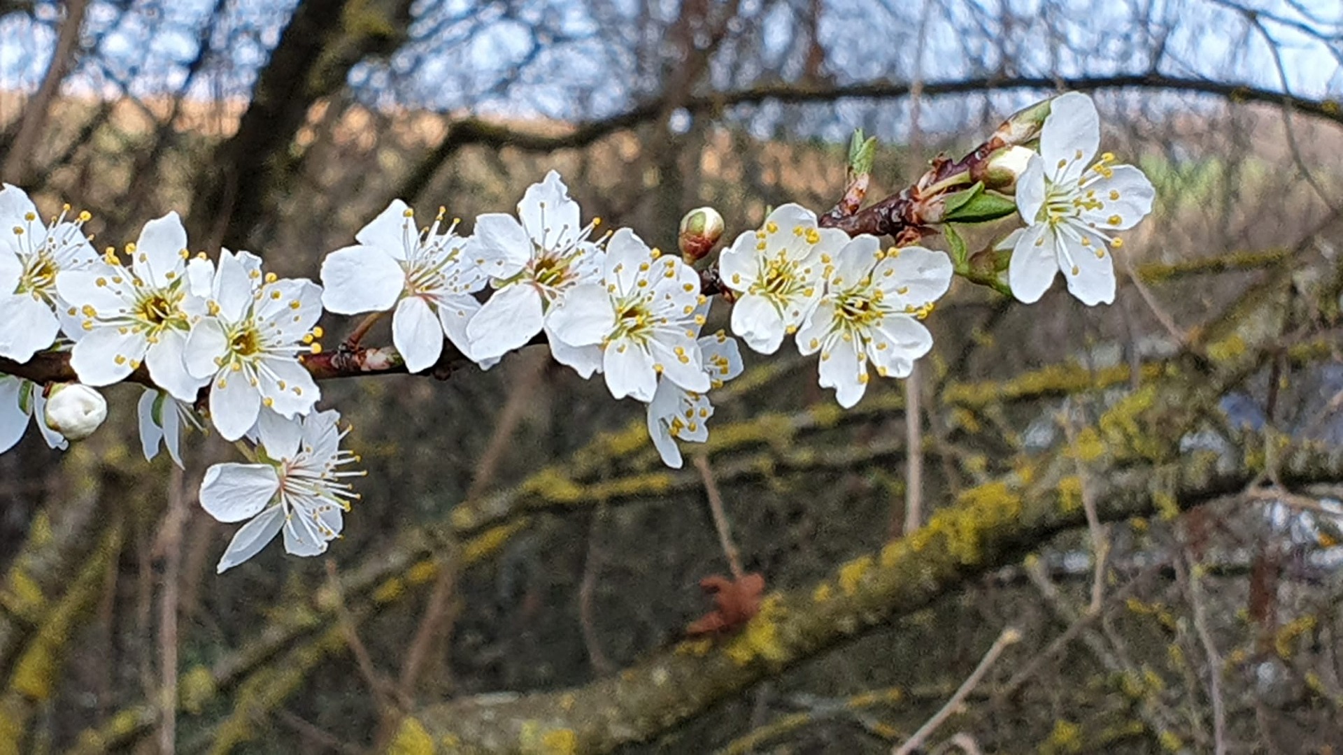 Frühlingsblüten weiß