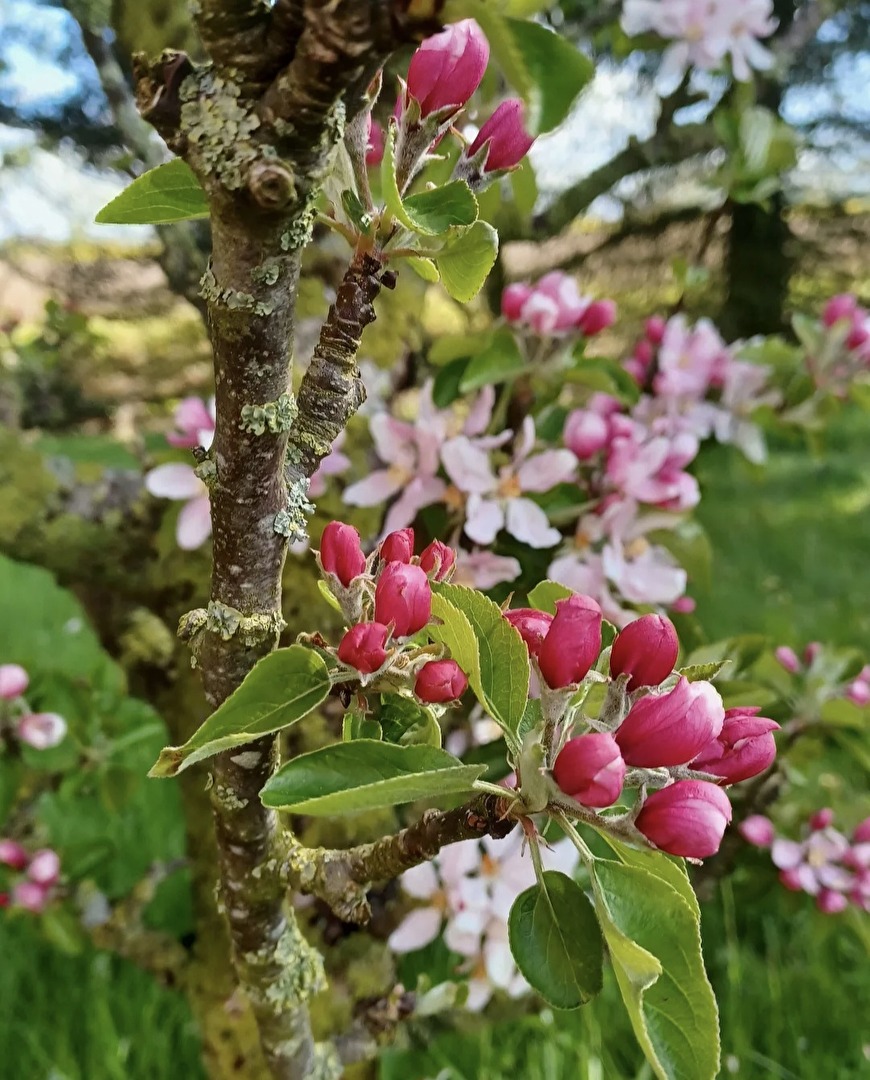 Apfelblüte