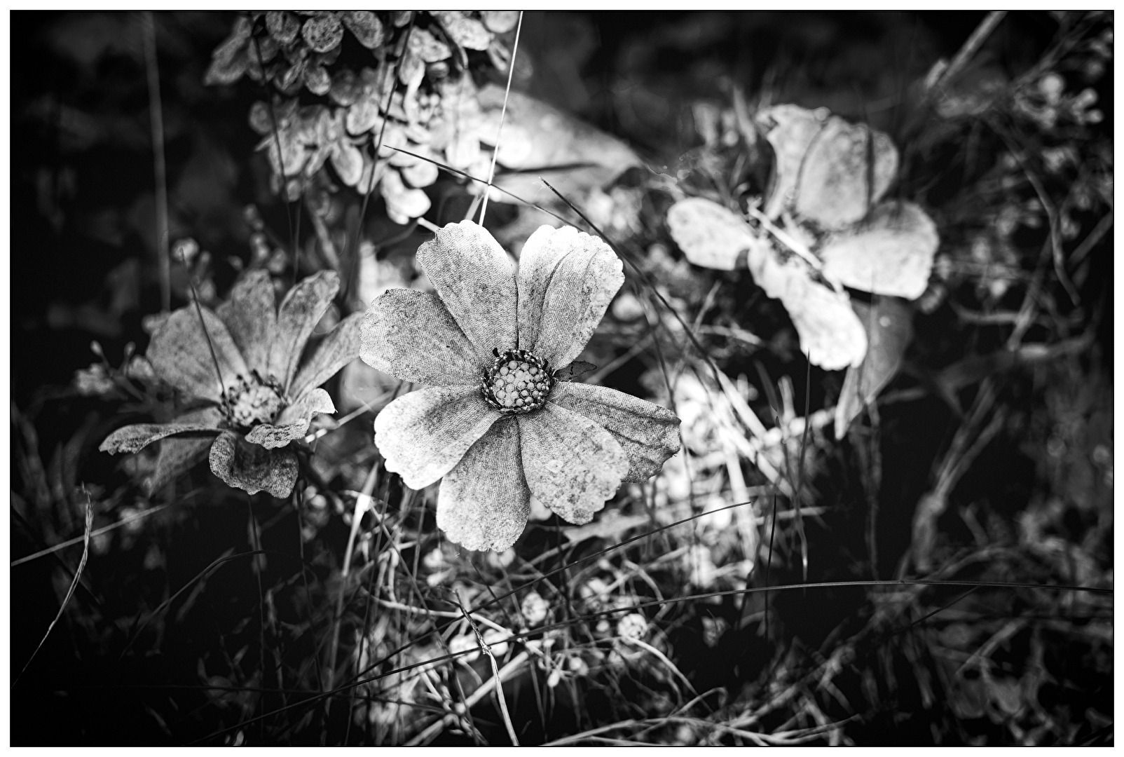 Trockenblume