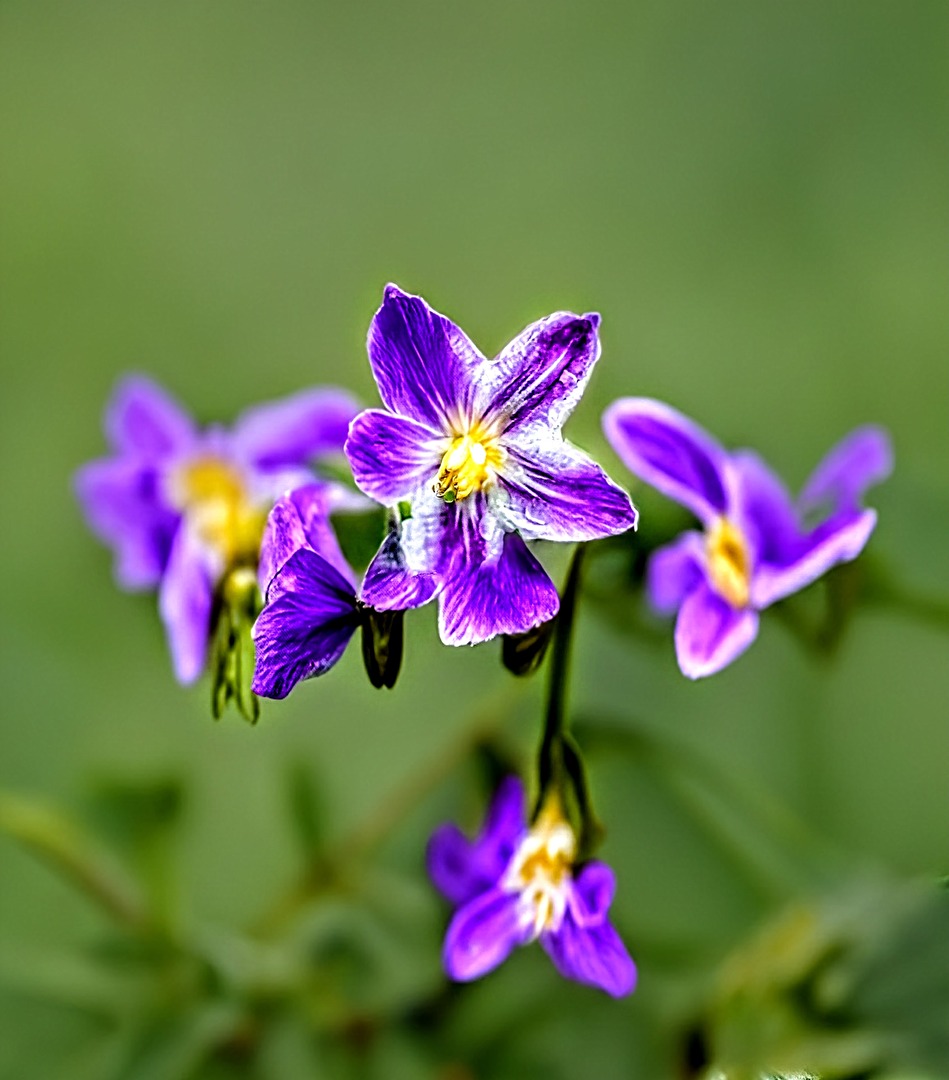 Eggplant Blossoms