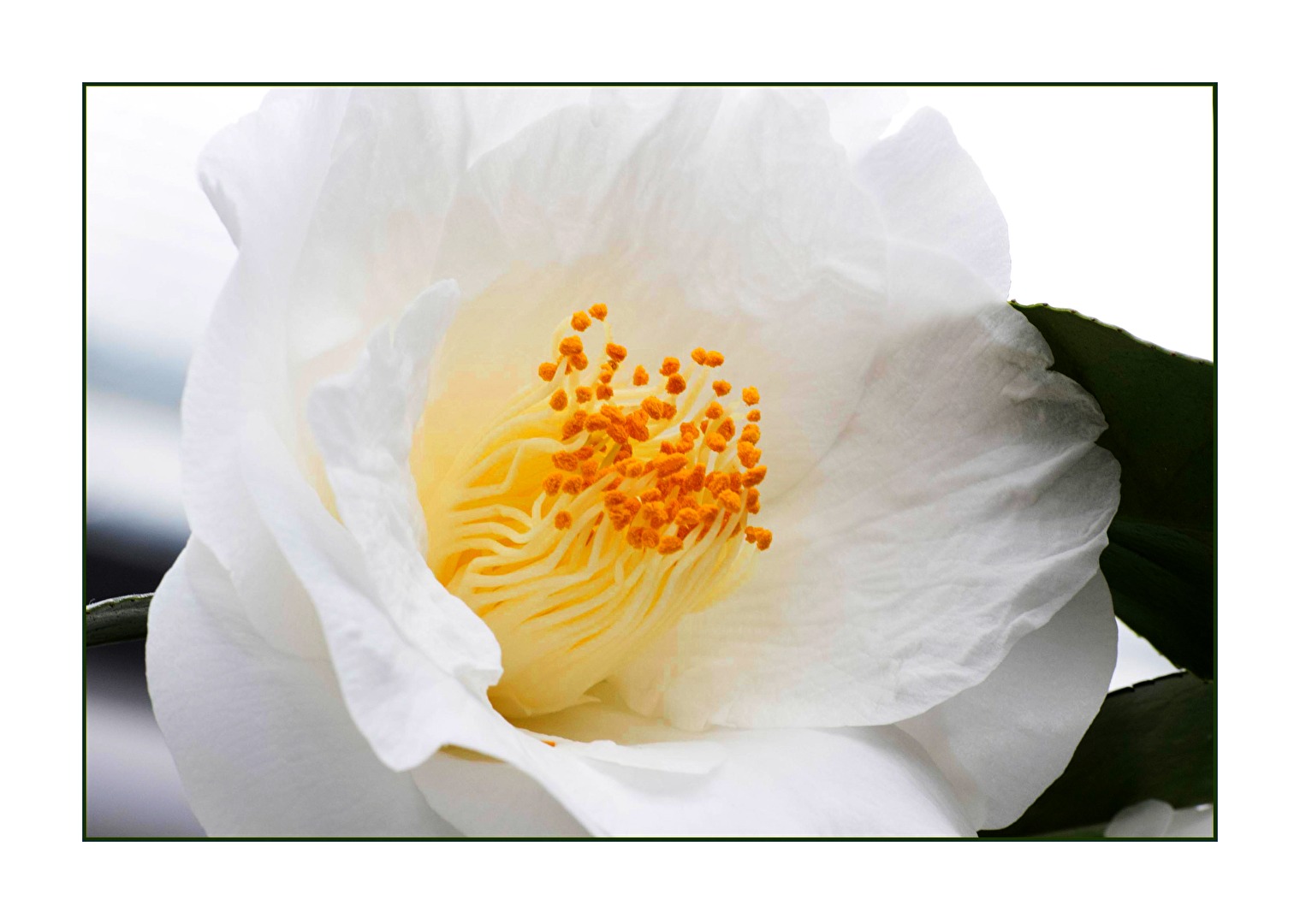 Anemonenblüte