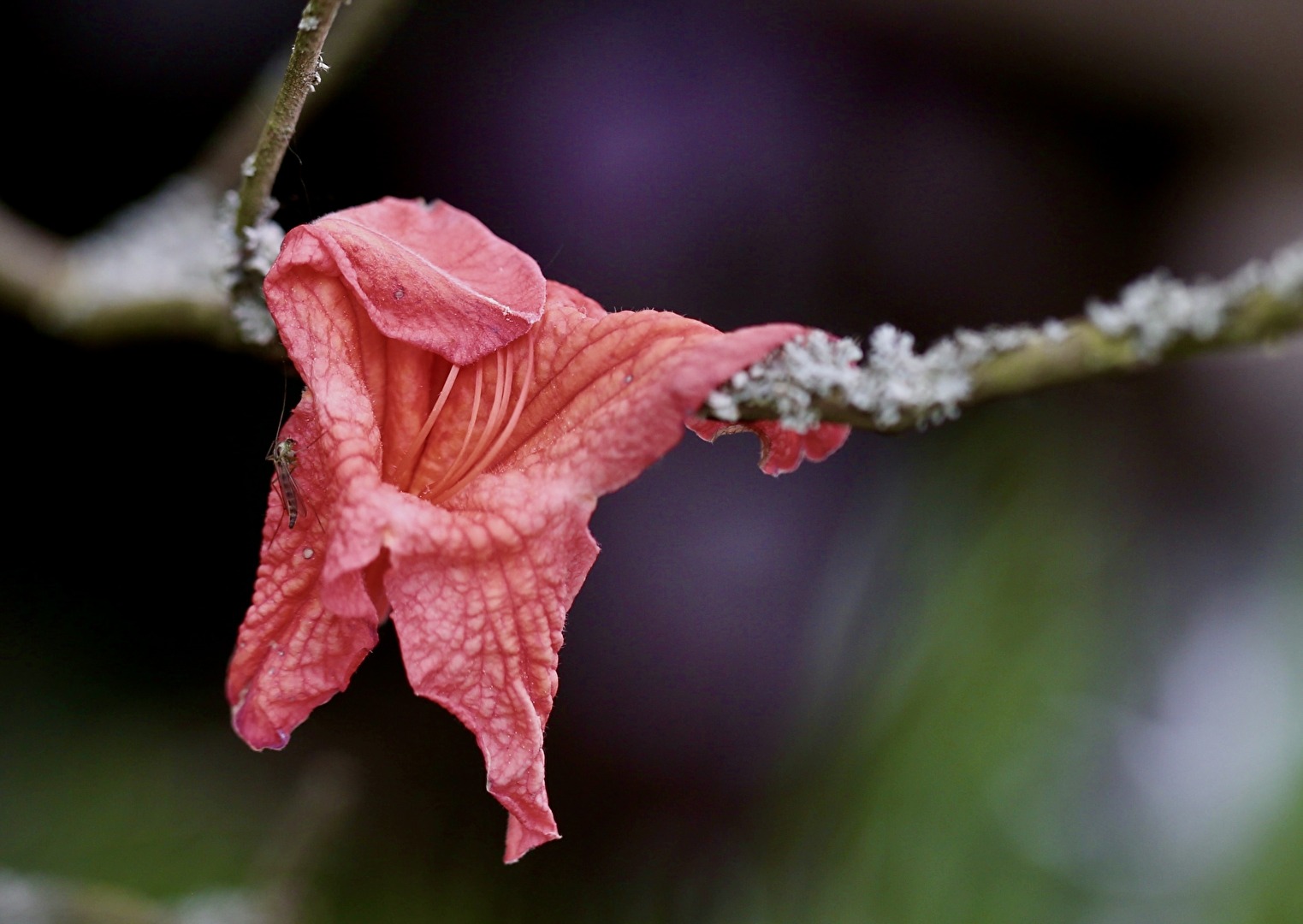 Nur ein Blatt