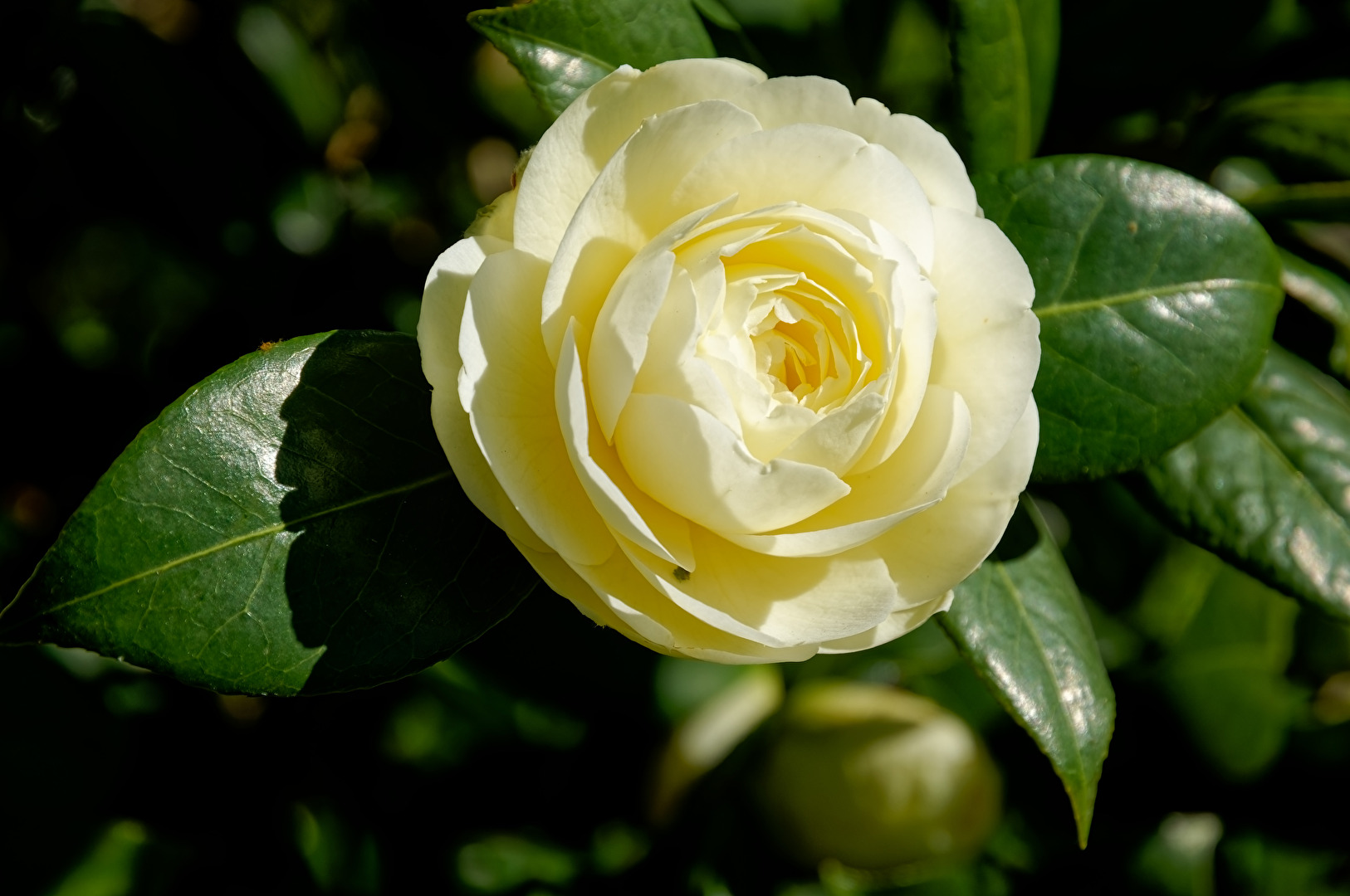 Camelia