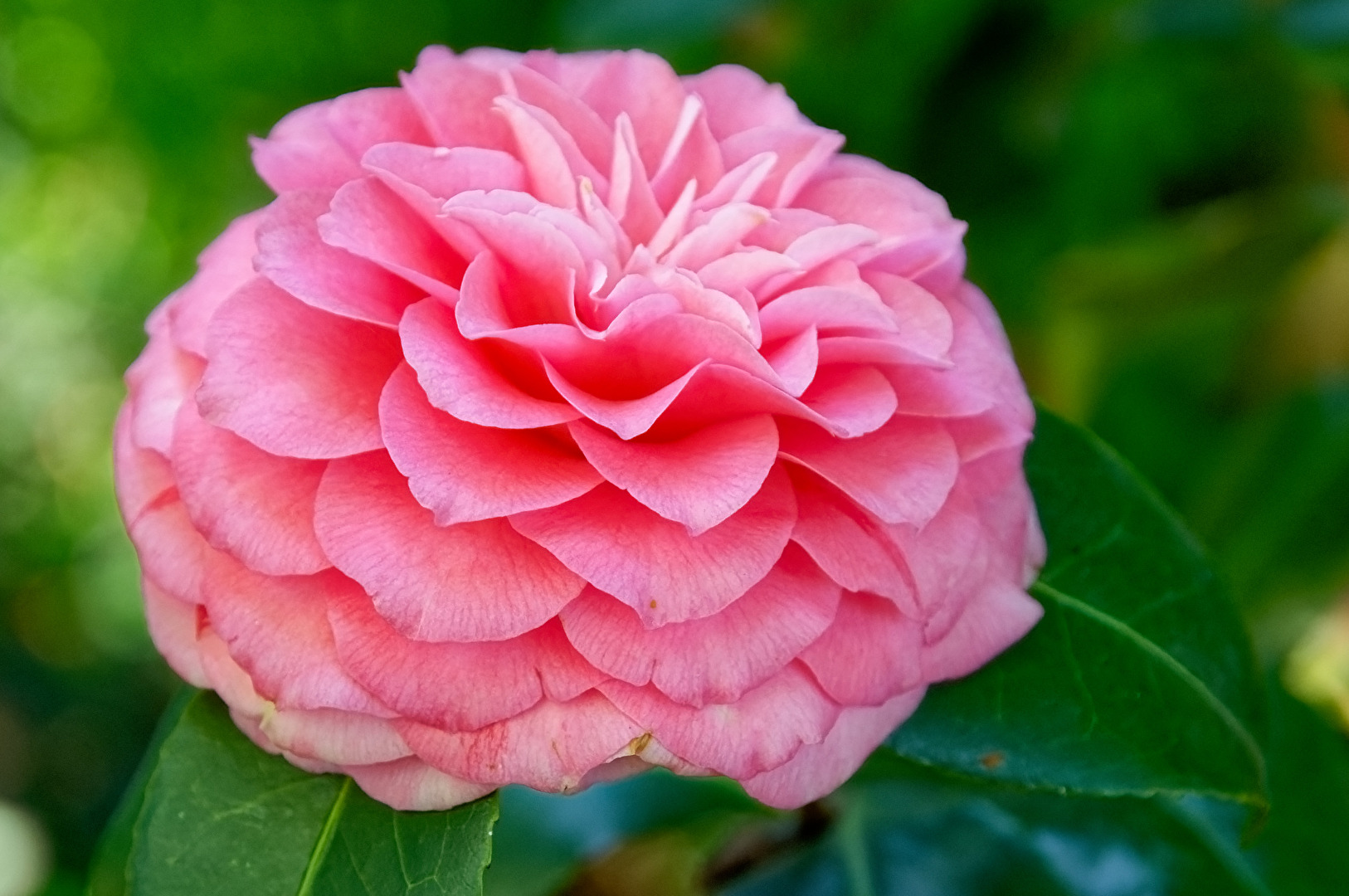 Camelia