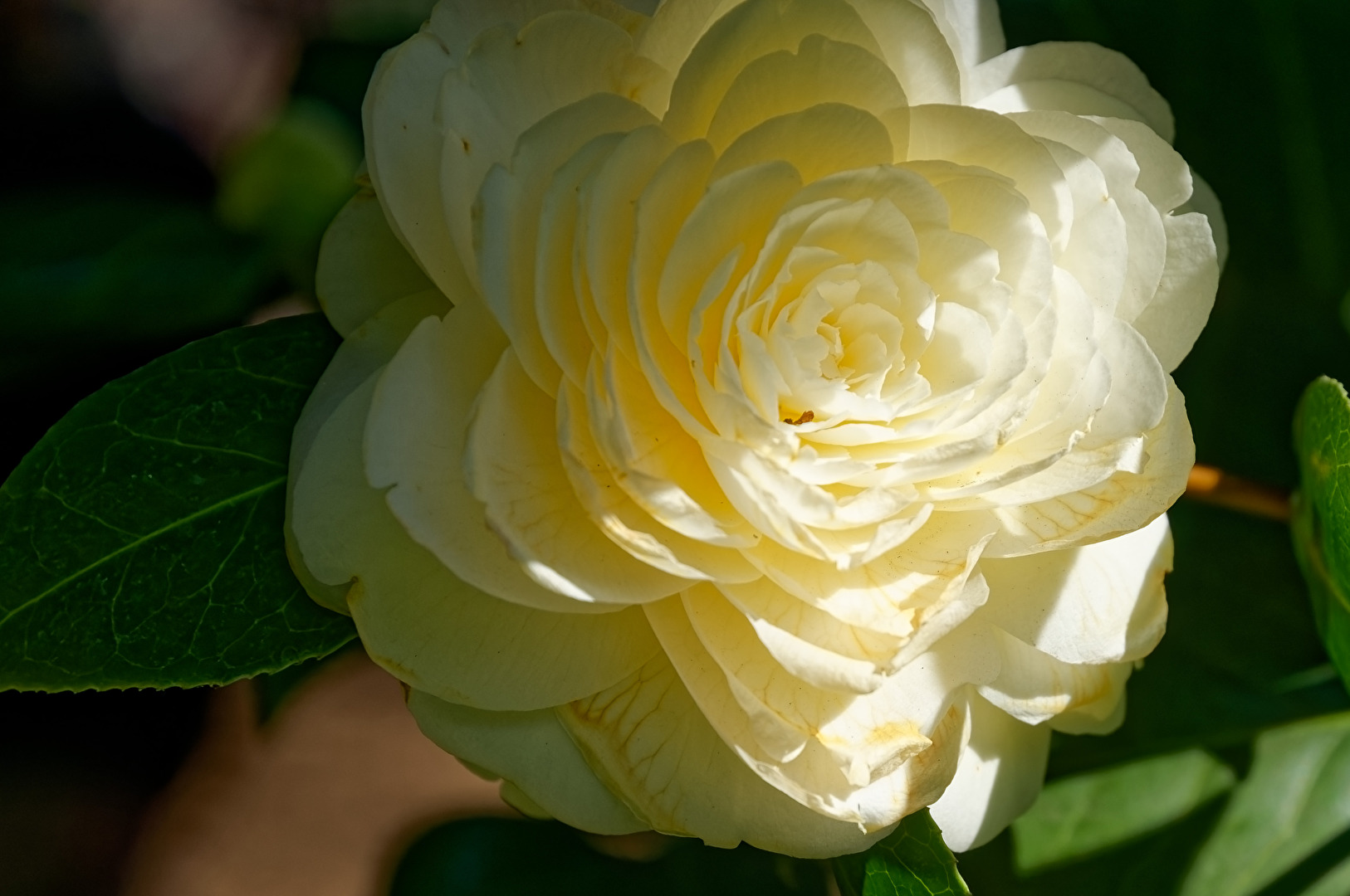 Camelia