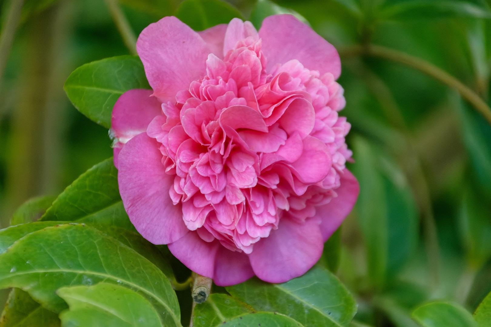 Camelia