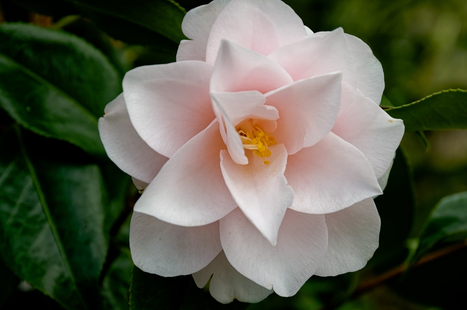 camelia
