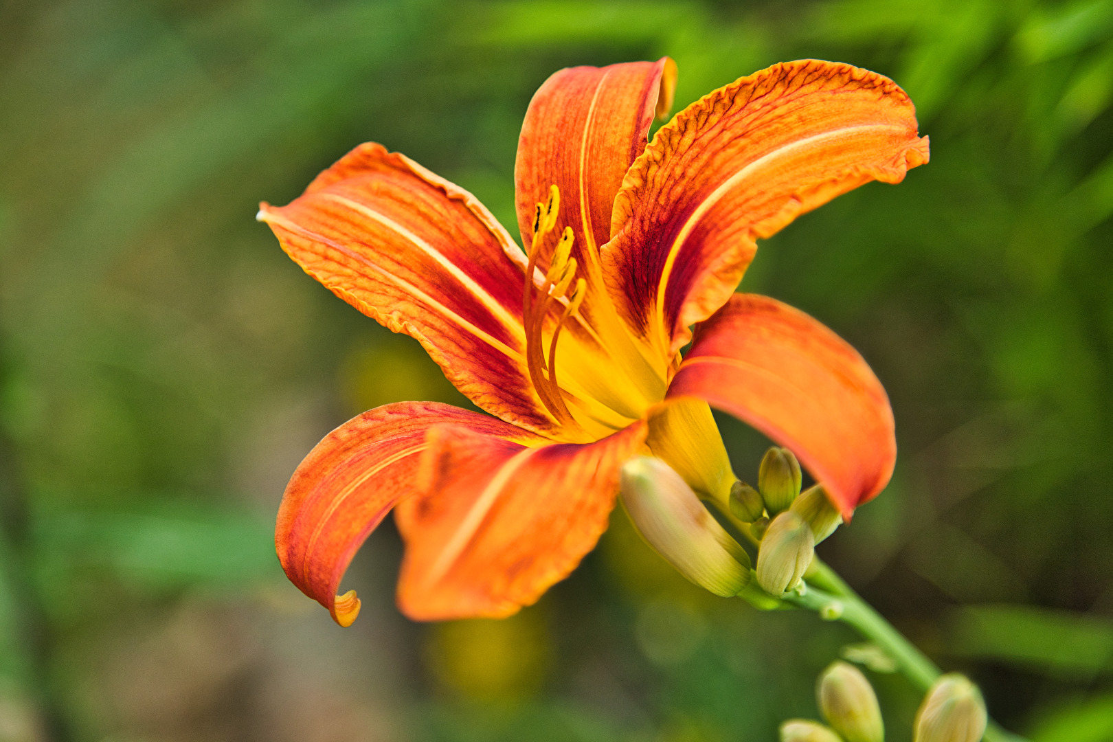 Drachenwurz (Calla)