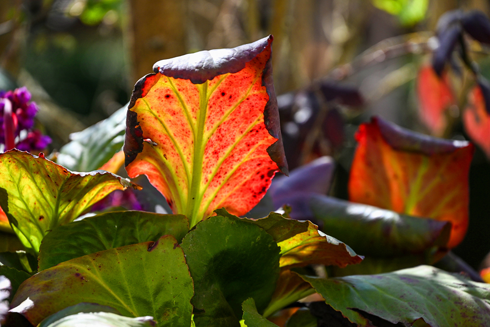Bergenia Blätter