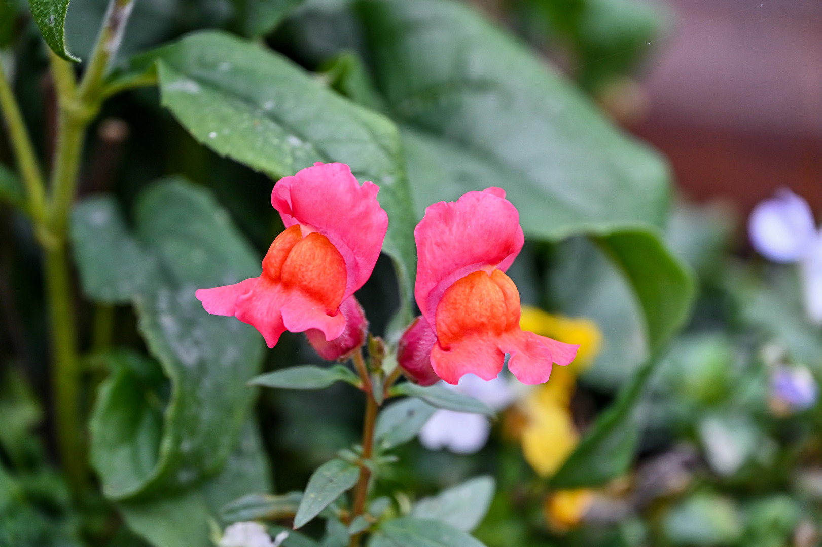 Leuchtendes Löwenmau