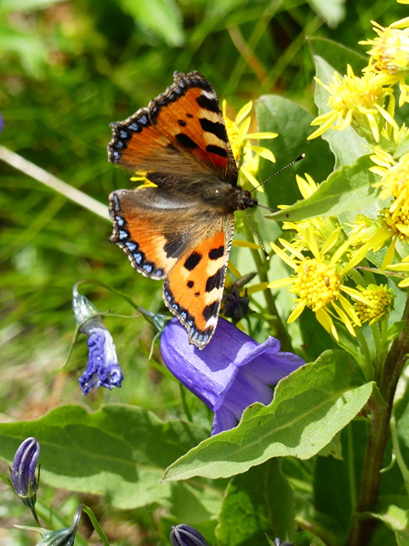Schmetterling IV