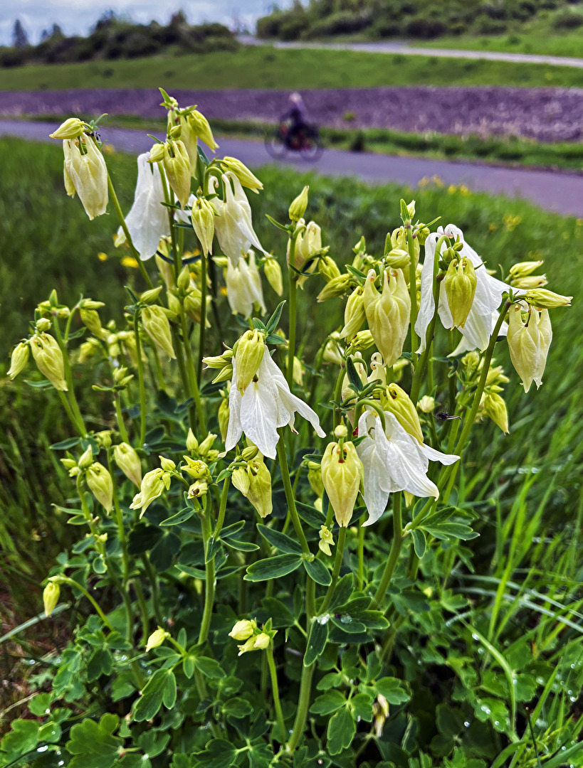 Gewöhnliche Akelei (Aquilegia vulgaris)