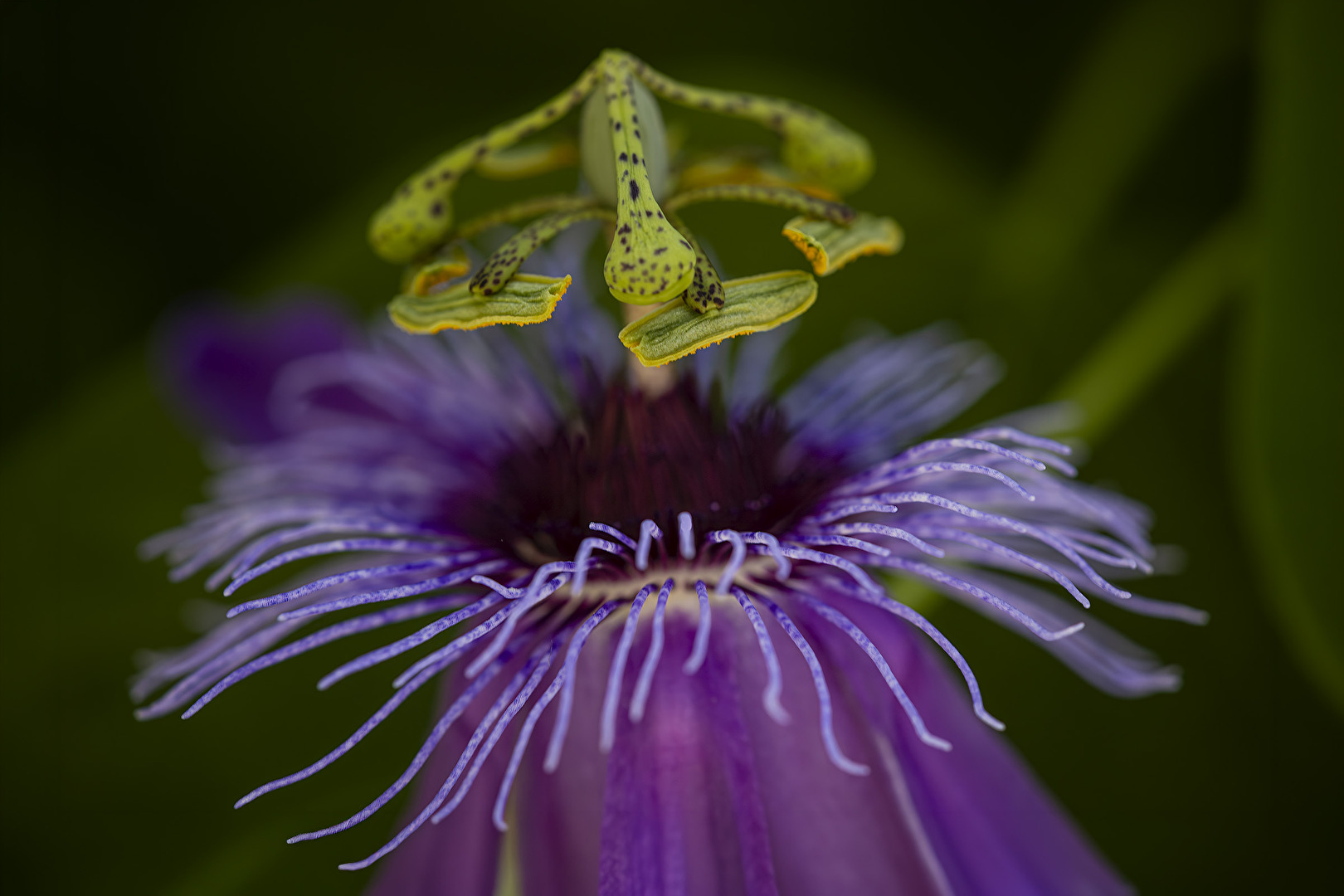 Passionsfruchtblüte