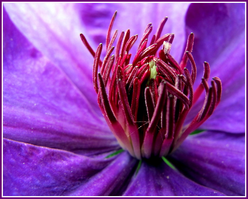 Clematis