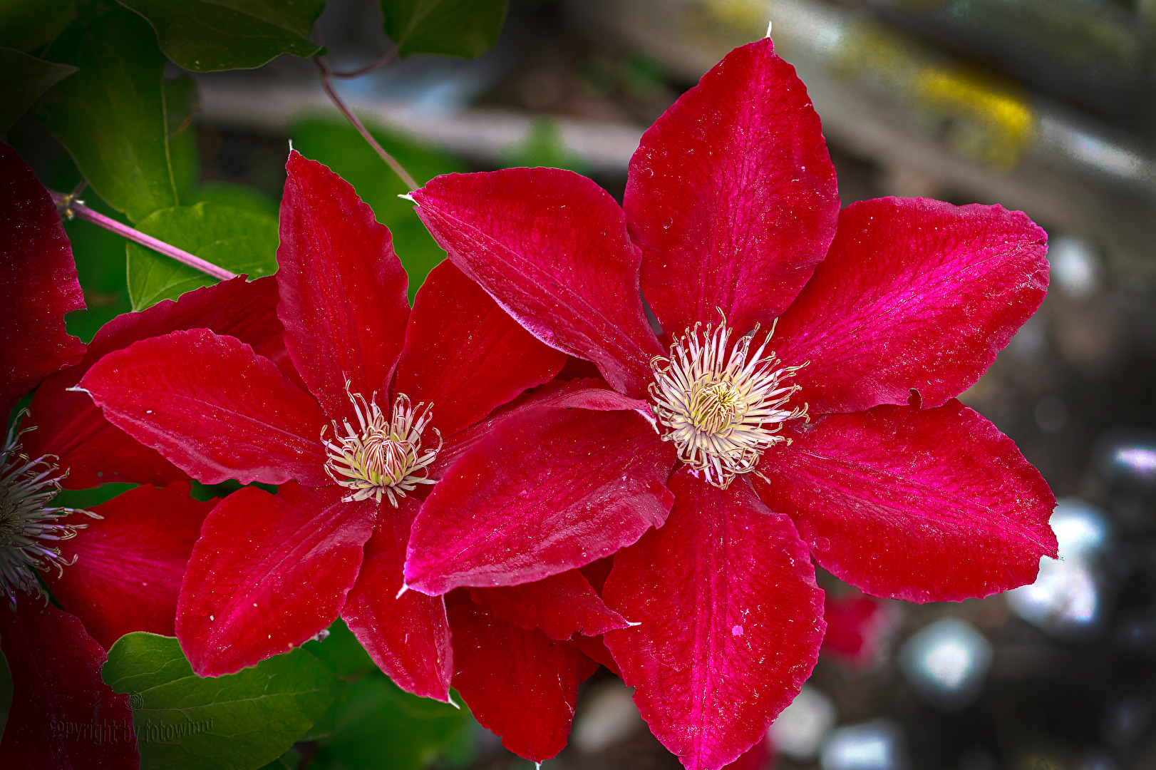 Clematis