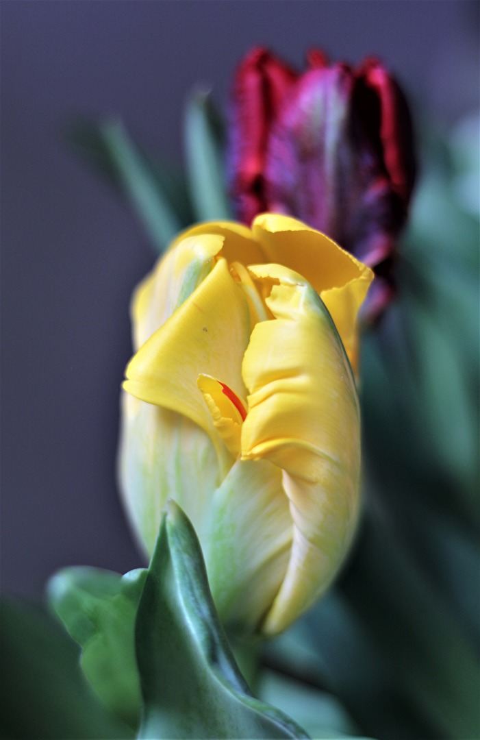 Corona Tulpen