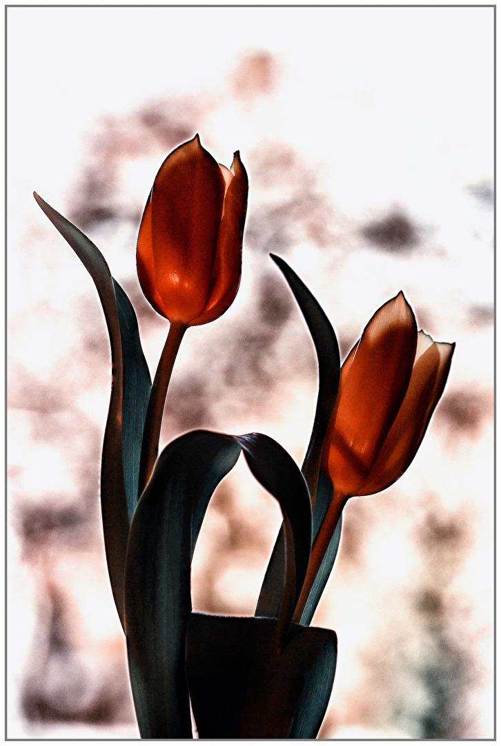 Tanz der Tulpen