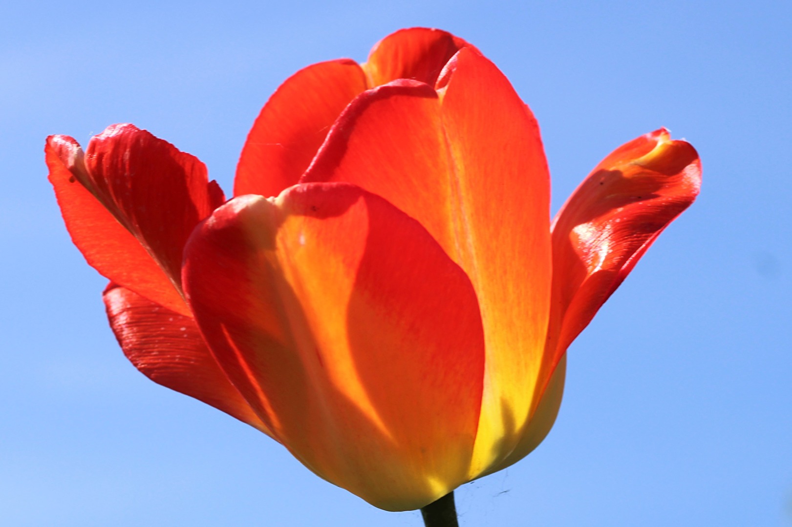 Tulpen