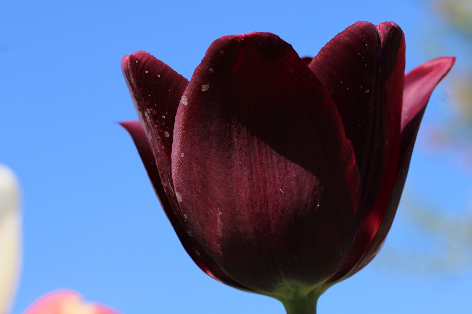 Tulpen