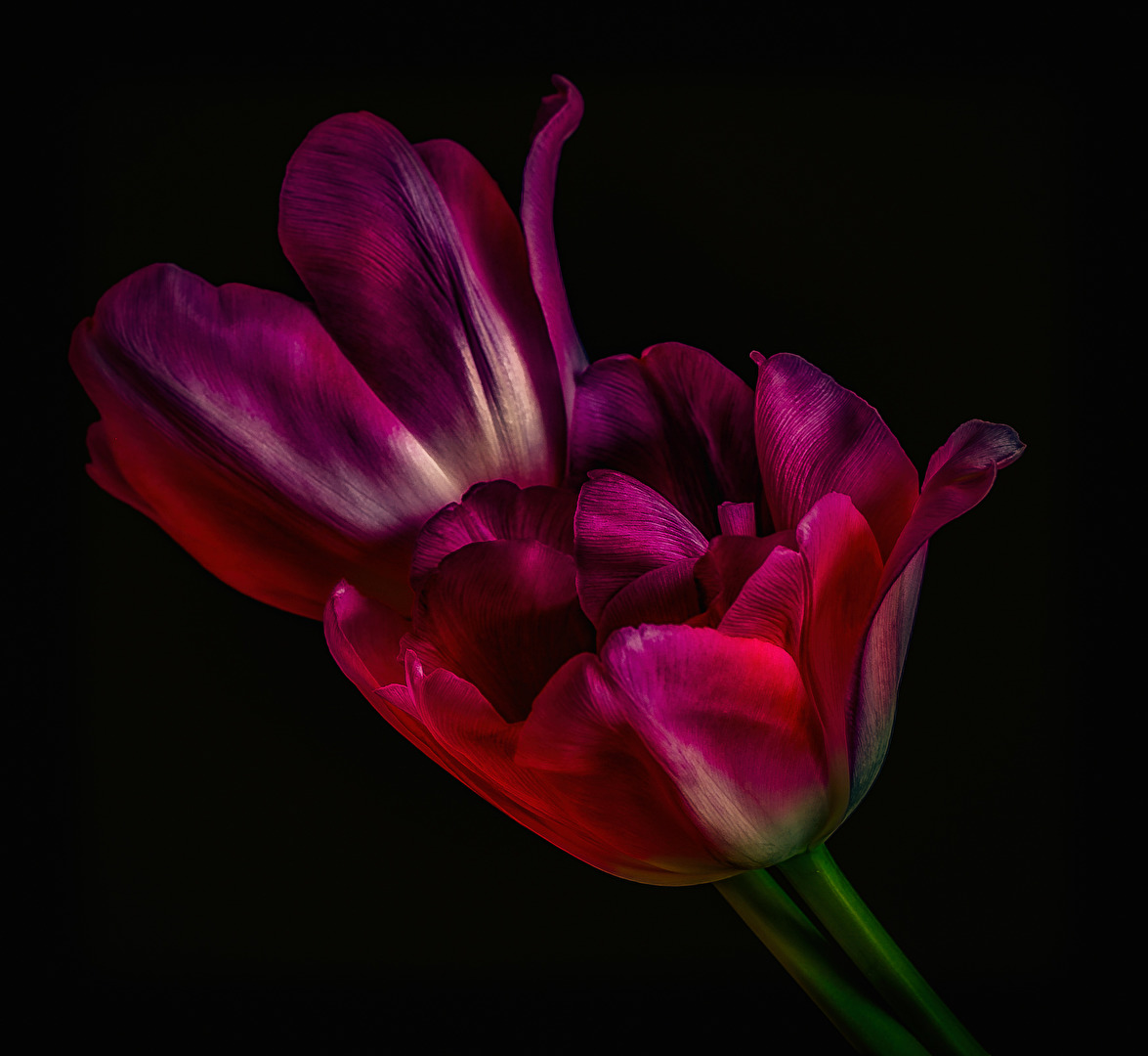 Tulpen