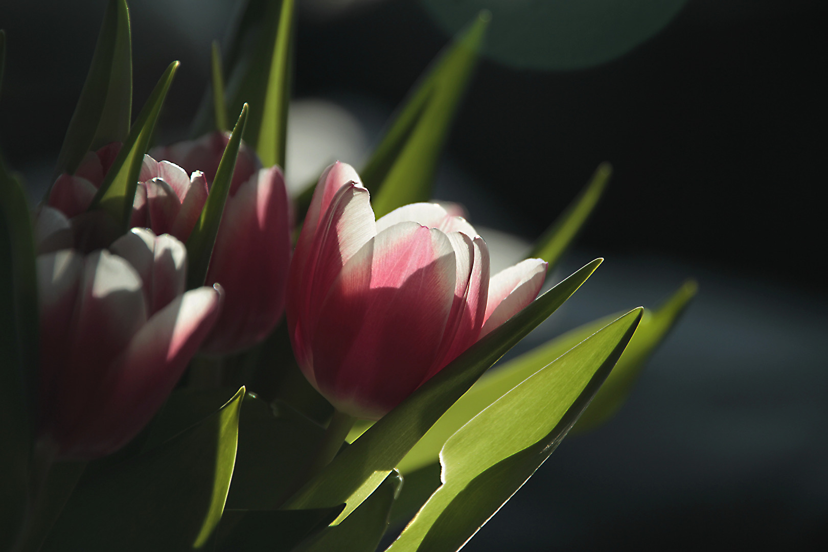 Frühling vor der Tür