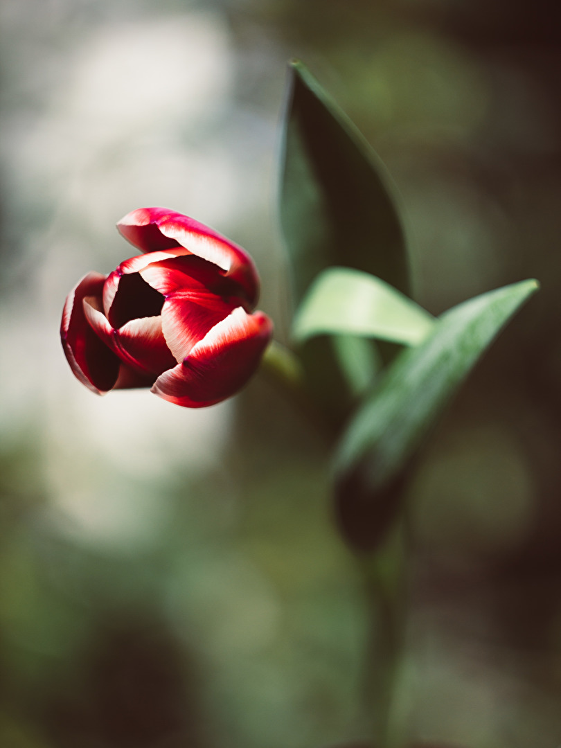 Tulpe