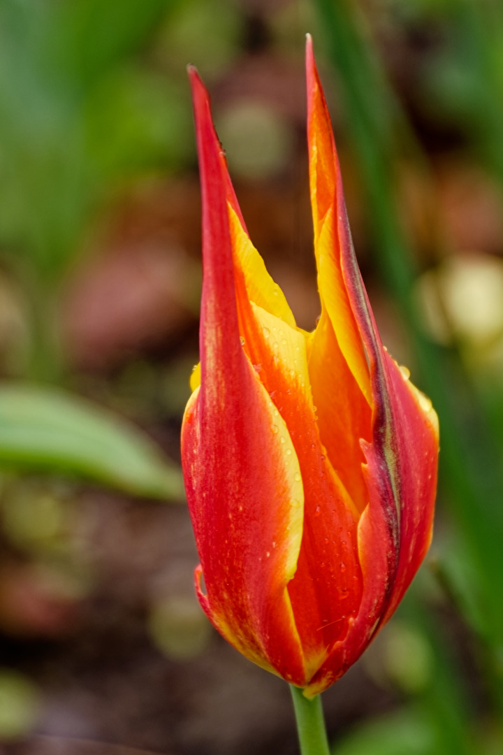 Tulpe