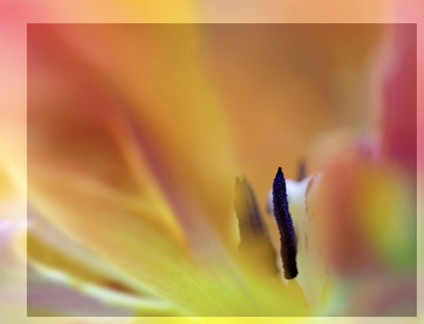 Tulpe