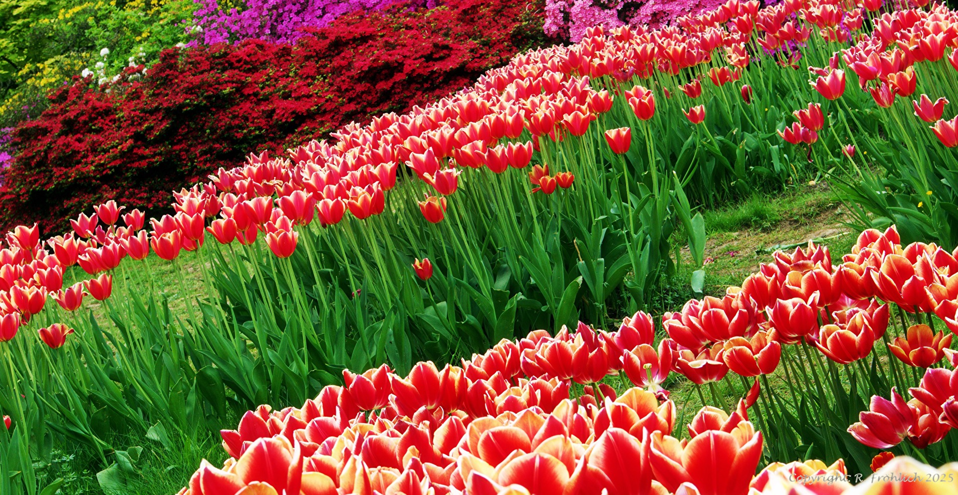 Invasion of Tulips