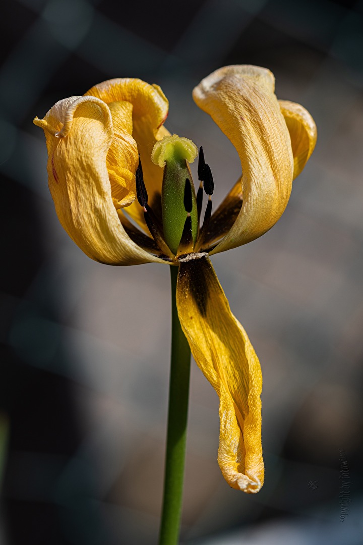 #Tulpen - jede Schönheit ist vergänglich