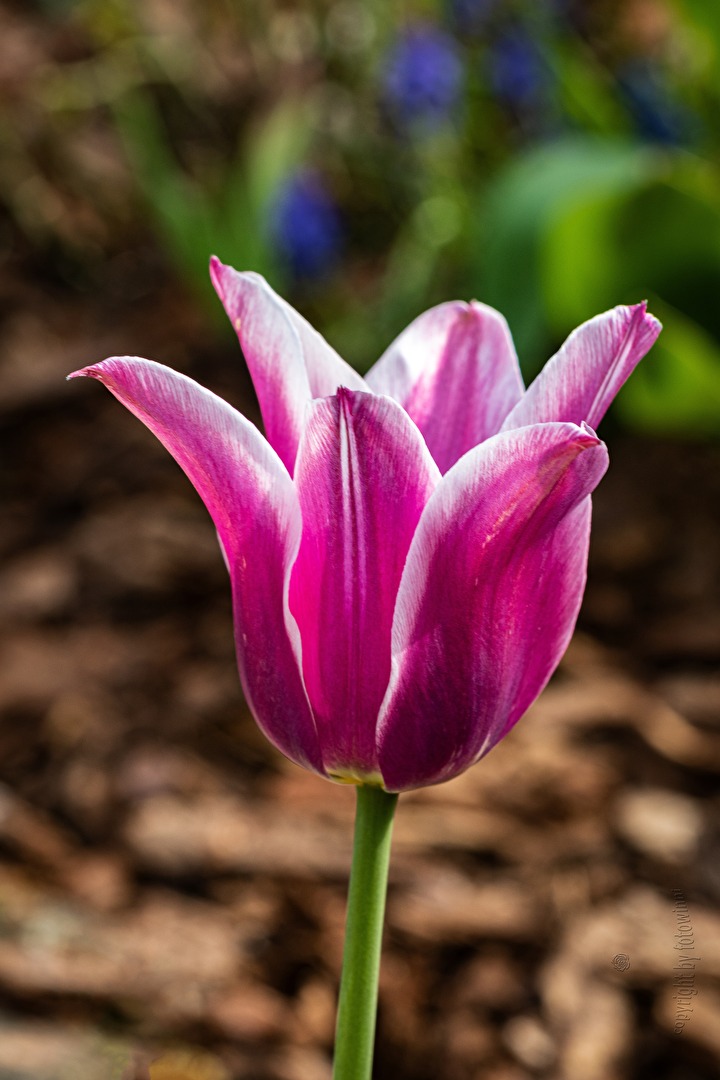 #Tulpen - Tulpe